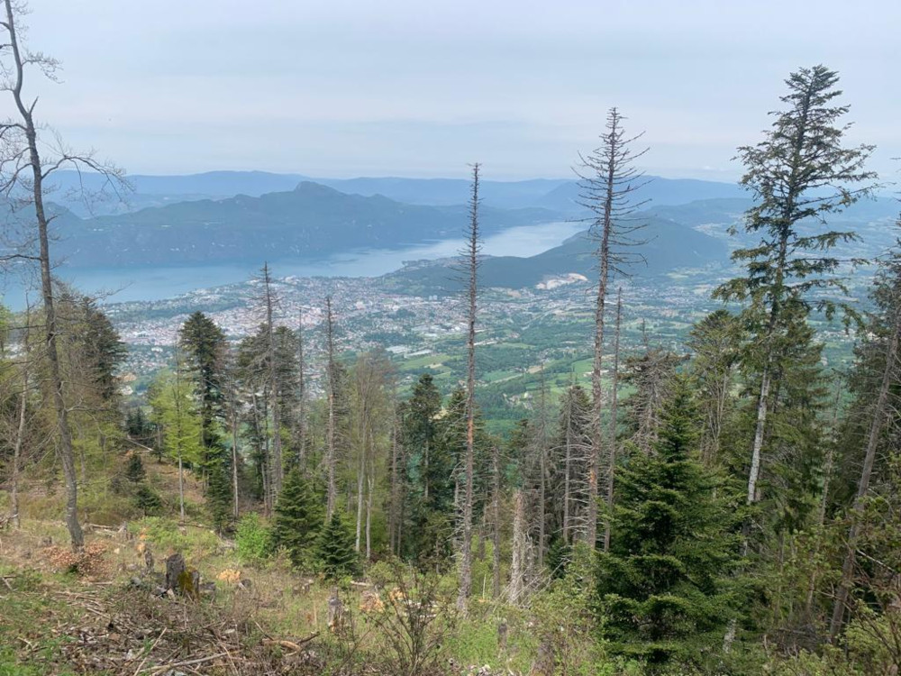 La forêt et le Lac La forêt et le Lac